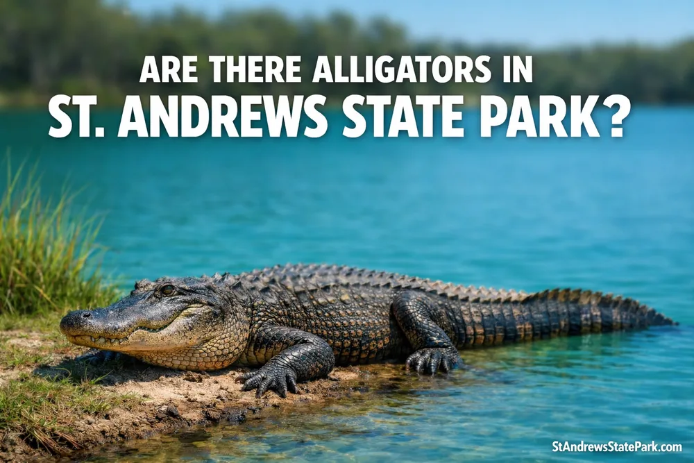 A crocodile basking on the shore at St. Andrews State Park with clear blue water in the background.