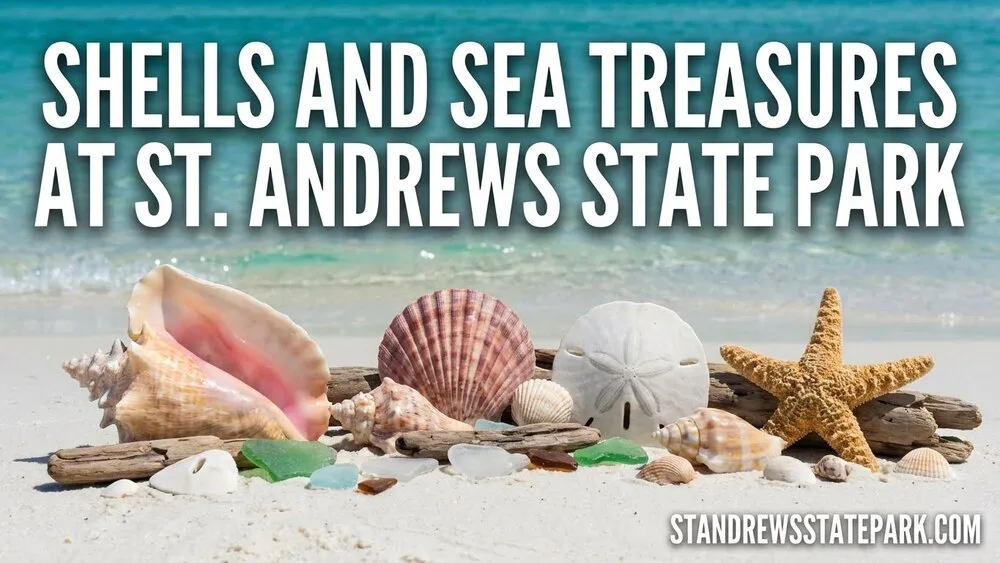 Colorful shells and a starfish sit on the sandy shoreline at St. Andrews State Park.