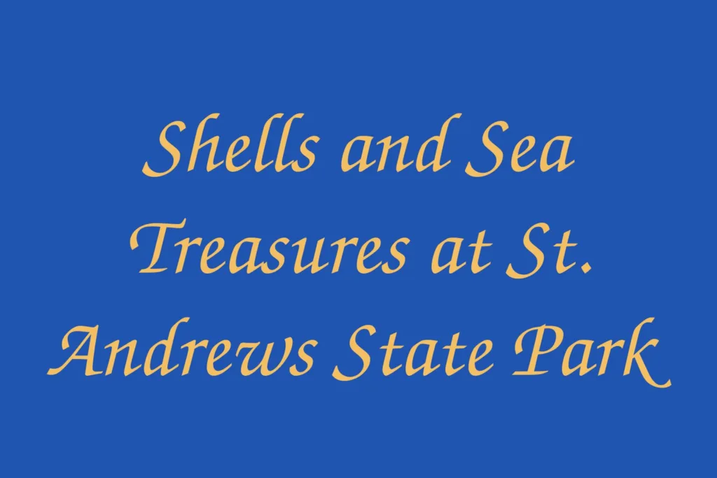shells-and-sea-treasures-at-st-andrews-state-park