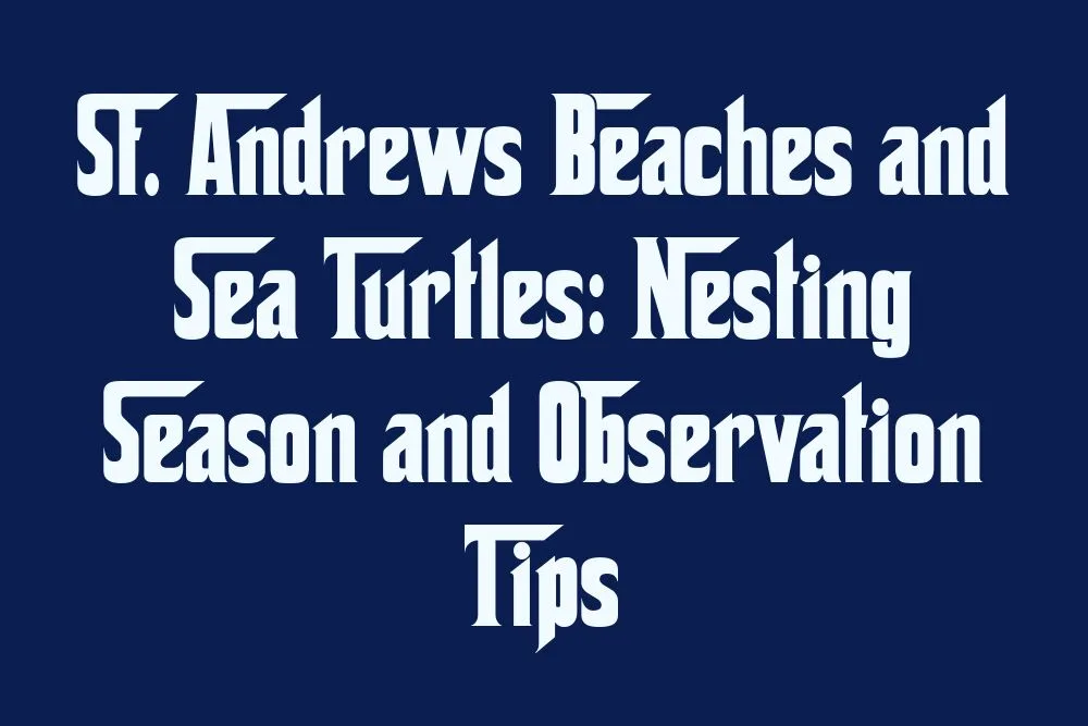 st-andrews-beaches-and-sea-turtles-nesting-season-and-observation-tips