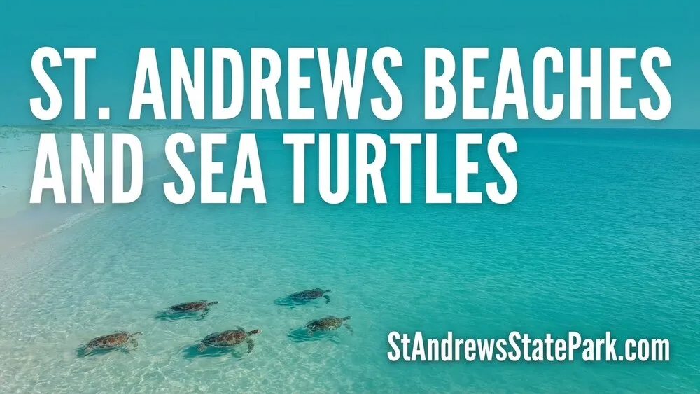 St. Andrews State Park beach with sea turtles nesting during the season and observation tips.