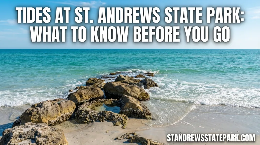 Rocks along the shoreline at St. Andrews State Park during low tide in the image.
