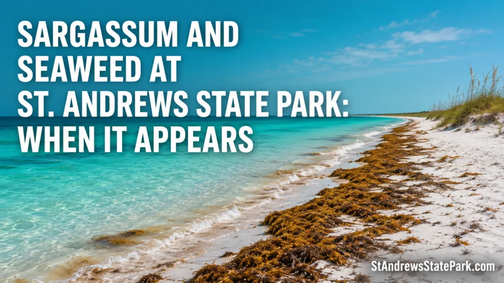 Sargassum seaweed at St. Andrews State Park appears along the shoreline during certain seasons.