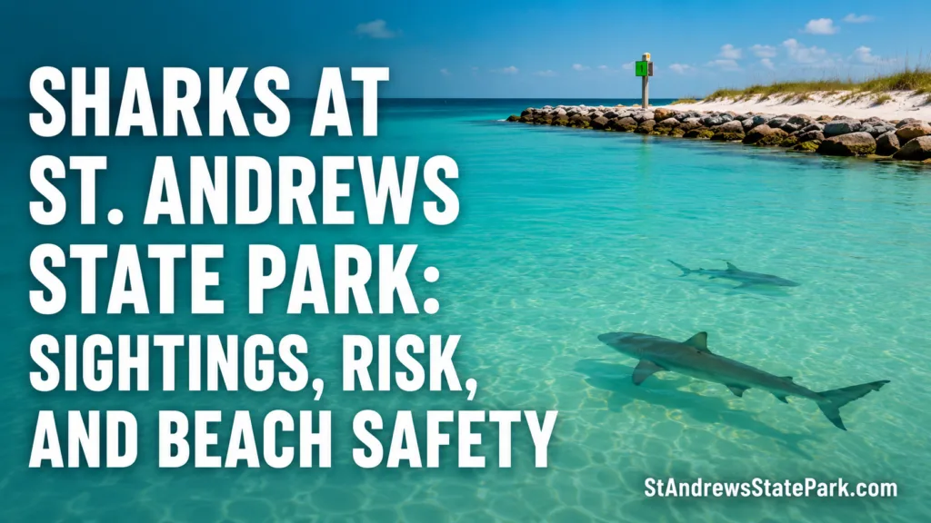 Sharks at St. Andrews State Park emphasize the importance of beach safety and awareness of shark sightings.